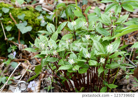 Hitoshizuka Hitoshizuka 123739602