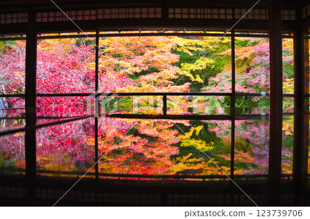 京都美麗的秋葉 - 圖片照片 123739706