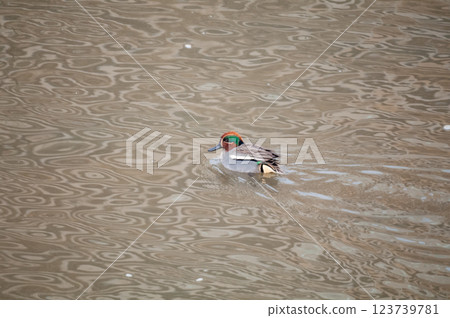 信濃川安城堤壩上的小鴨子 123739781