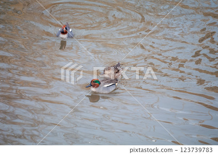 信濃川安城堤壩上的小鴨子 信濃川安城堤壩上的小鴨子 123739783