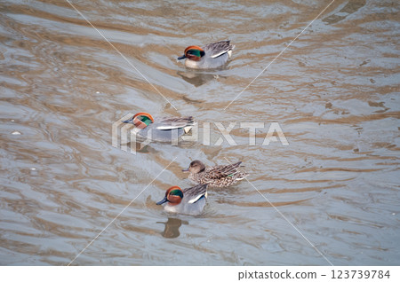 信濃川安城堤壩上的小鴨子 信濃川安城堤壩上的小鴨子 123739784