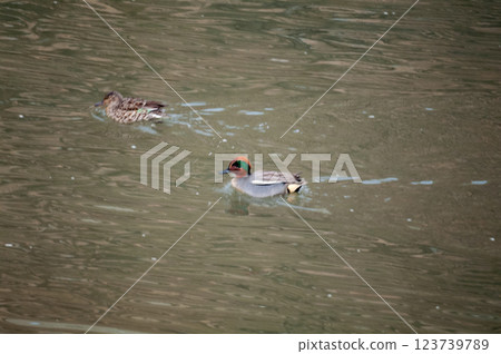 信濃川安城堤壩上的小鴨子 123739789