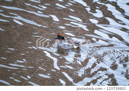 A small duck on the Yasuragi embankment of the Shinano River 123739801