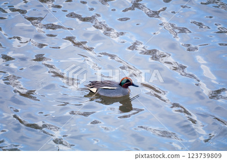 A small duck on the Yasuragi embankment of the Shinano River A small duck on the Yasuragi embankment of the Shinano River 123739809