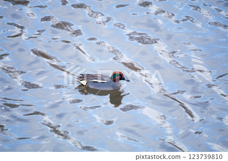 信濃川安城堤壩上的小鴨子 信濃川安城堤壩上的小鴨子 123739810