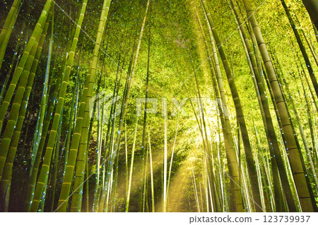 京都竹林的美麗景象 京都竹林的美麗景象 123739937