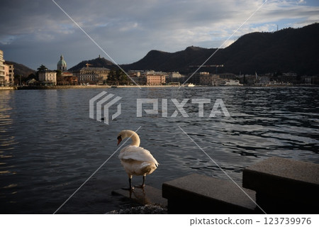 科莫湖和天鵝 2 123739976