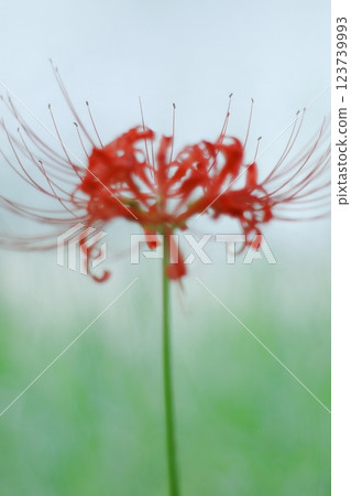 Cluster amaryllis blooming in autumn field Cluster amaryllis blooming in autumn field 123739993