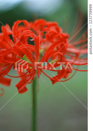 紅蜘蛛百合 123739999