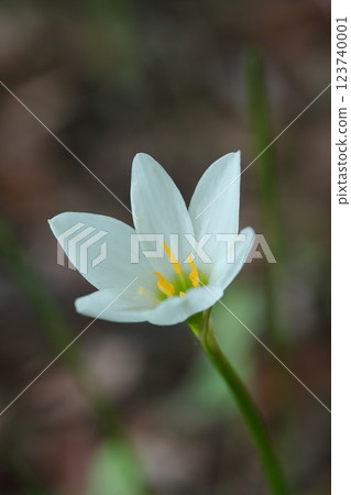 白色Tamasdale花 白色Tamasdale花 123740001