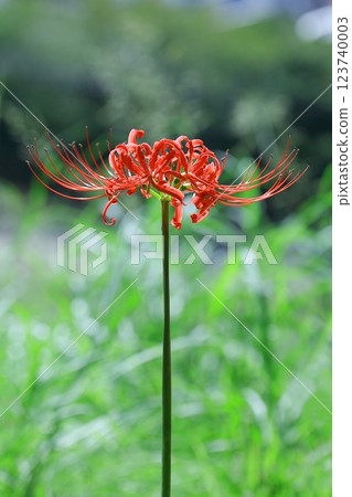 red spider lily red spider lily 123740003