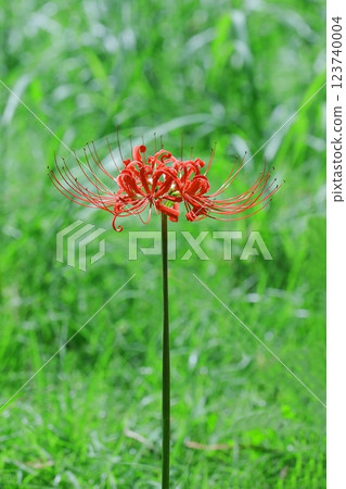 red spider lily 123740004