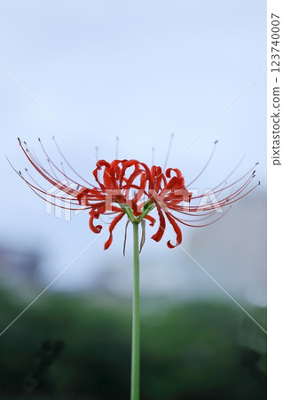 red spider lily red spider lily 123740007