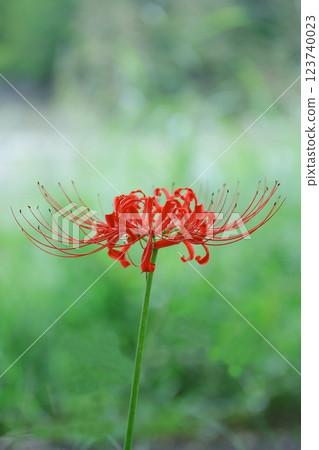 紅叢孤挺花在綠樹中閃閃發光 123740023
