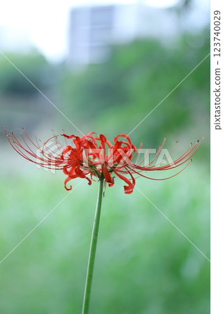 Red spider lily shining in the light 123740029