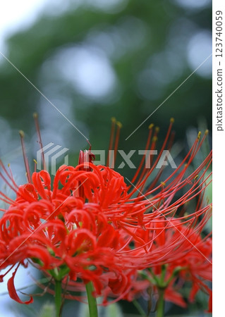 紅蜘蛛百合 紅蜘蛛百合 123740059
