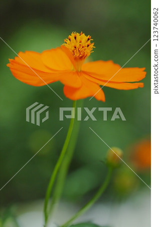 Bright orange yellow cosmos 123740062