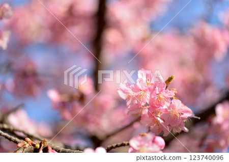 Yoyogi Park Early Blooming Kawazu Sakura Spring 123740096
