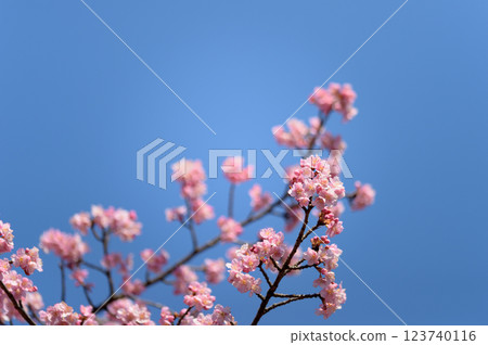 Yoyogi Park Early Blooming Kawazu Sakura Spring Yoyogi Park Early Blooming Kawazu Sakura Spring 123740116