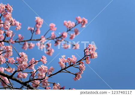 代代木公園早盛開的河津櫻花春天 代代木公園早盛開的河津櫻花春天 123740117