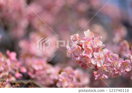 代代木公園早盛開的河津櫻花春天 123740118