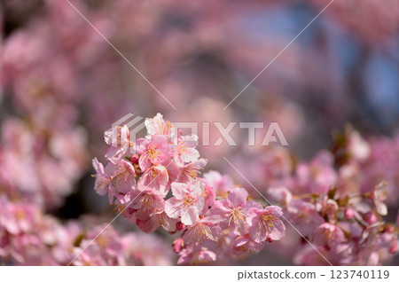Yoyogi Park Early Blooming Kawazu Sakura Spring Yoyogi Park Early Blooming Kawazu Sakura Spring 123740119