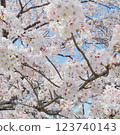 Cherry blossoms in full bloom 123740143