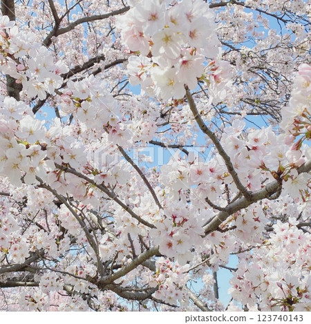 Cherry blossoms in full bloom 123740143