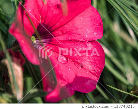 Vibrant pink flower with water droplets nestled among green grass 123740213