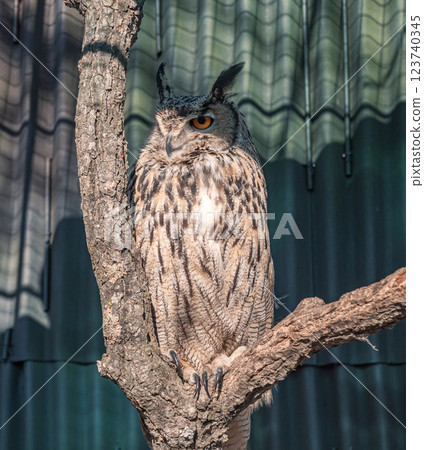 Majestic owl perched on a tree branch in a wildlife sanctuary during the afternoon Majestic owl perched on a tree branch in a wildlife sanctuary during the afternoon 123740345