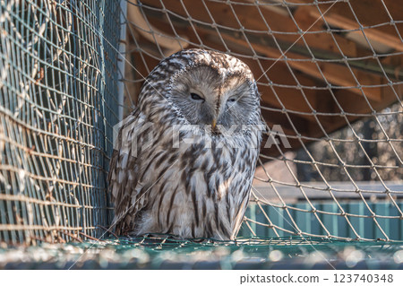 Owl resting quietly on a perch in an outdoor enclosure during daylight hours. Owl resting quietly on a perch in an outdoor enclosure during daylight hours. 123740348
