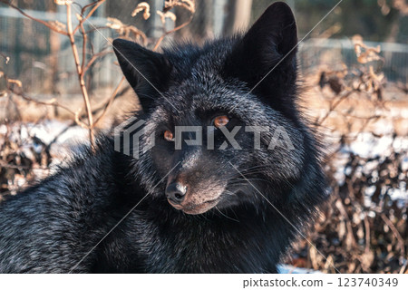 Black fox with striking coat relaxing among dry foliage in a natural setting during daylight hours Black fox with striking coat relaxing among dry foliage in a natural setting during daylight hours 123740349