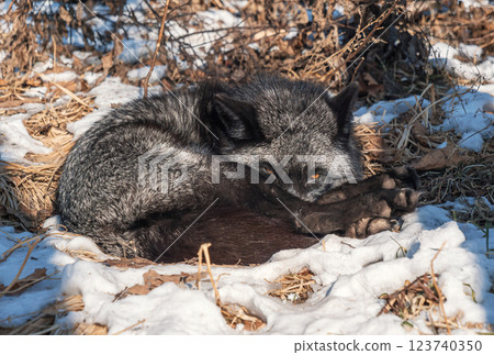 Resting silver fox curled up in the winter snow among dried leaves in a serene woodland setting 123740350