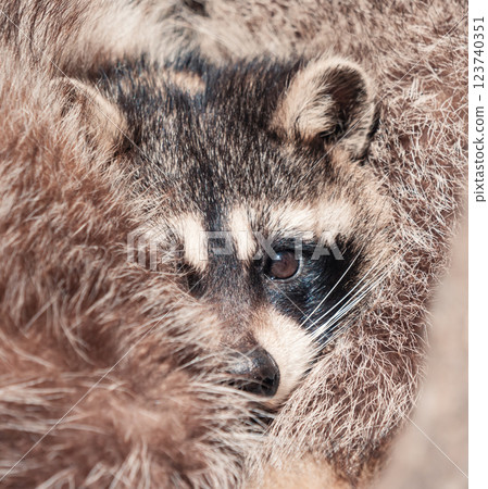 Raccoons huddle together in a cozy, natural setting during the early morning hours in a forest Raccoons huddle together in a cozy, natural setting during the early morning hours in a forest 123740351