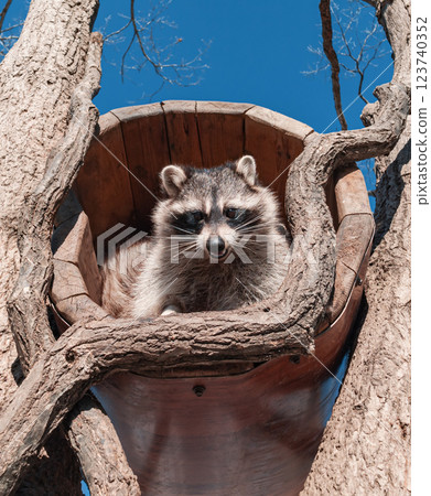 Raccoon resting in a tree hollow on a sunny day in a natural park Raccoon resting in a tree hollow on a sunny day in a natural park 123740352