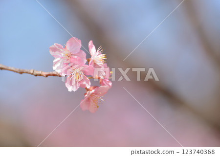 Yoyogi Park Early Blooming Kawazu Sakura Spring 123740368