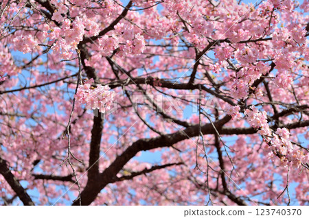 Yoyogi Park Early Blooming Kawazu Sakura Spring 123740370