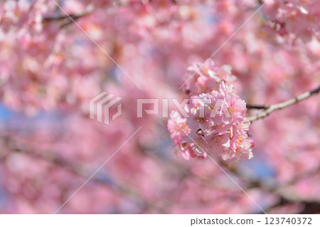 代代木公園早盛開的河津櫻花春天 123740372