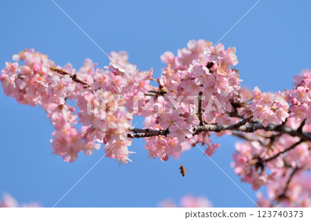 代代木公園早盛開的河津櫻花春天 代代木公園早盛開的河津櫻花春天 123740373