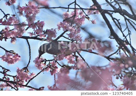 代代木公園早盛開的河津櫻花春天 123740405