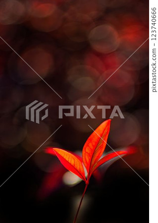 Nandina leaves shining among the autumn foliage Nandina leaves shining among the autumn foliage 123740666