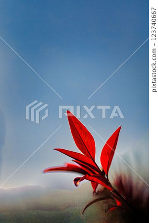 Red nandina leaves blooming against the blue sky 123740667