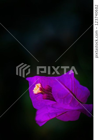 Purple bougainvillea flowers 123740682