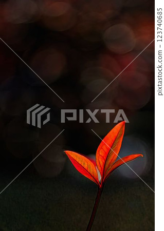 紅色南天竹葉 123740685