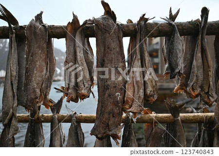 挪威,羅弗敦群島,鱈魚乾 挪威,羅弗敦群島,鱈魚乾 123740843