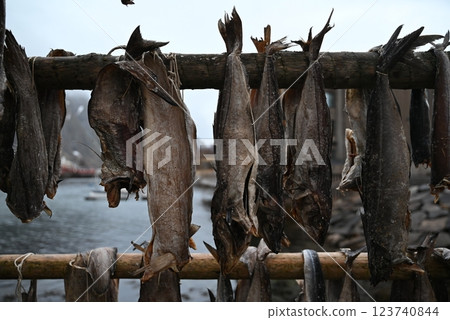 Norway, Lofoten Islands, dried cod Norway, Lofoten Islands, dried cod 123740844