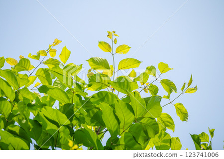 Natural plant green leaf in garden with bokeh background Natural plant green leaf in garden with bokeh background 123741006
