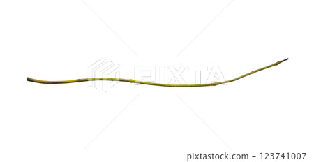 Dry tree branches isolated on white background Dry tree branches isolated on white background 123741007