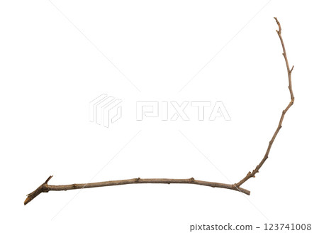 Dry tree branches isolated on white background Dry tree branches isolated on white background 123741008