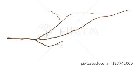 Dry tree branches isolated on white background Dry tree branches isolated on white background 123741009